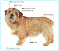 Norfolk-Terrier
