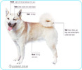 Norwegian-Buhund