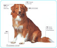Nova-Scotia-Duck-Tolling-Retriever