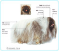Pekingese