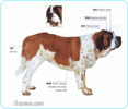 Saint-Bernard