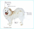 Samoyed