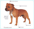 Staffordshire-Bull-Terrier