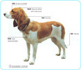 Swiss-Hounds