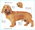 Tawny-Brittany-Basset
