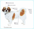 Tibetan-Spaniel