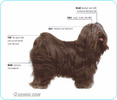 Tibetan-Terrier