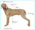 Weimaraner
