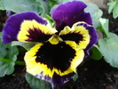 Pansy (2010, April 17)