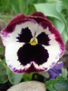 Pansy (2010, April 18)