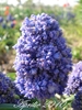 Floare de muscari 1