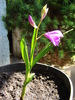 Bletilla