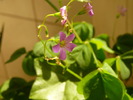 oxalis