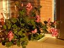 P1050425
