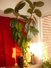 ficus elastica