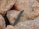 DSC04528