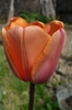 18 aprilie 2010