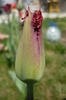 17 aprilie 2010