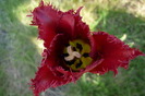 18 aprilie 2010