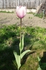 18 aprilie 2010