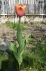 18 aprilie 2010