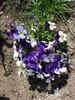 Penny Blue White pansy, 16apr2009