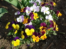 Penny Yellow White pansy 17apr09