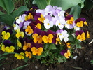 Penny Jump Up pansy, 21apr2009