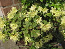 Rhododendron Princess Anne 19 apr 2010