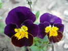 Penny Yellow Purple pansy 10apr