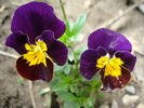 Penny Yellow Purple pansy 11apr