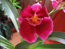 Miltonia-floare