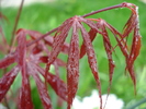 Acer palmatum Bloodgood (2010, Apr.20)