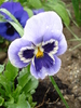 Pansy (2010, April 20)