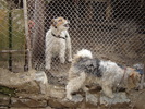 foxterrier cu par sarmos