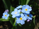 Myosotis alpestris (2010, April 18)