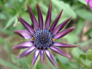 African Daisy Astra Violet (2010, Apr.18)