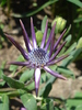 African Daisy Astra Violet (2010, Apr.18)