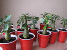 Adenium 20 apr 2010