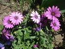 African Daisy Astra Violet (2010, Apr.18)