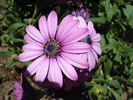 African Daisy Astra Violet (2010, Apr.18)