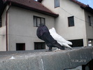 SANY0129
