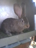 Imag0043