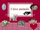 i love animals