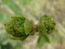 Syringa vulgaris var. Alba (2010, Mar.19)