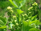 Syringa vulgaris var. Alba (2010, Apr.08)