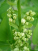 Syringa vulgaris var. Alba (2010, Apr.12)