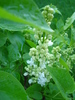 White Lilac Tree (2010, April 21)