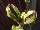 Syringa vulgaris_Lilac (2010, March 27)