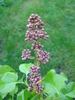 Syringa vulgaris_Lilac (2010, April 21)